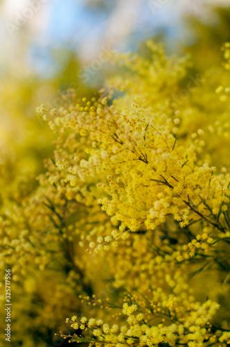 Wattle mimosa flowers in a full bloom in spring garden. 8th March Women's Day Concept
