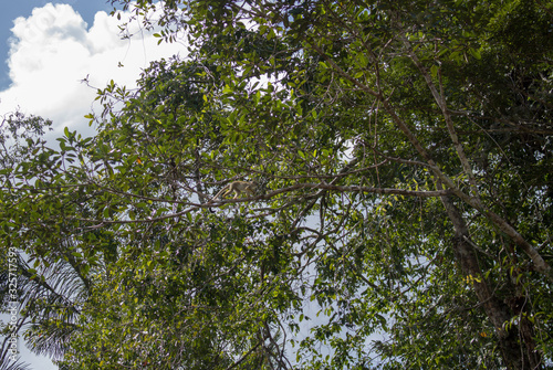 Plants and trees in Cuyabeno Wildlife Reserve  Ecuador