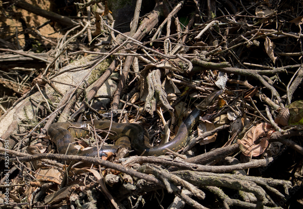 A big snake on the plants in Cuyabeno Wildlife Reserve, Ecuador