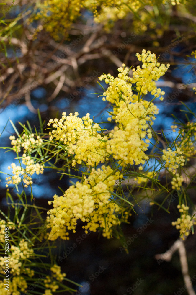 Yellow silver wattle mimosa flower in a full bloom in spring garden. 8th March Women's Day Concept Yellow silver wattle mimosa flower in a full bloom in spring garden. 8th March Women's Day Concept