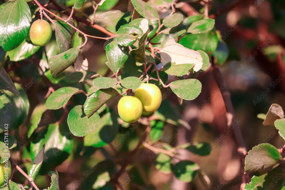 Obraz premium jujube fruits on a tree on a background of green leaves,green jujube fruit on the jujube tree in the garden,