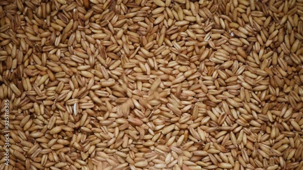Oat grains on rotating background. Food ingredient background. Grains and seeds texture. Top view, healthy lifestyle concept. Vegan healthy nutrition. Cooking process. Oat grains on rotating background. Food ingredient background. Grains and seeds texture. Top view, healthy lifestyle concept. Vegan healthy nutrition. Cooking process.