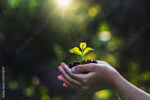 hand children holding young plant with sunlight on green nature background. concept eco earth day photo