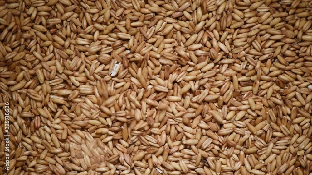 Oat grains on rotating background. Food ingredient background. Grains and seeds texture. Top view, healthy lifestyle concept. Vegan healthy nutrition. Cooking process. Oat grains on rotating background. Food ingredient background. Grains and seeds texture. Top view, healthy lifestyle concept. Vegan healthy nutrition. Cooking process.