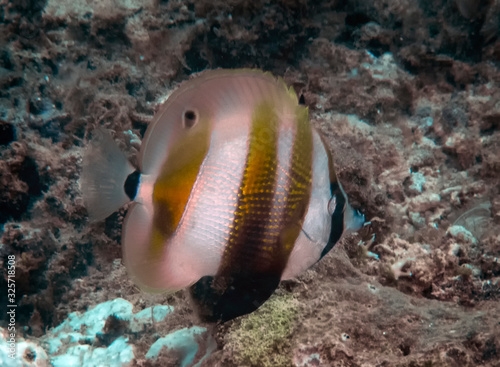 An Orange-banded Coralfish  Coradion chrysozonus 