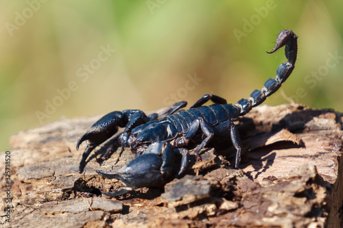 scorpion on wood blur green background