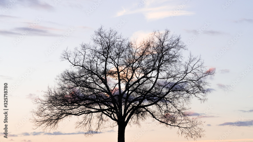 Silhouette of large oak tree alone in winter with colorful sunset in the background. Silhouette of large oak tree alone in winter with colorful sunset in the background.