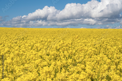 Landscape with rapeseed field and blue sky selective focus © Elena Sistaliuk