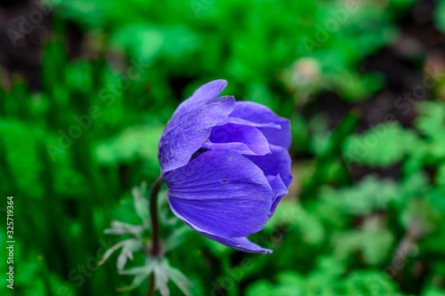 Beautiful blossom purple red  anemone flowers photo