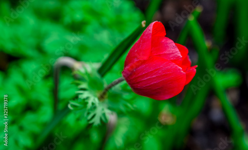 Beautiful blossom purple red  anemone flowers photo