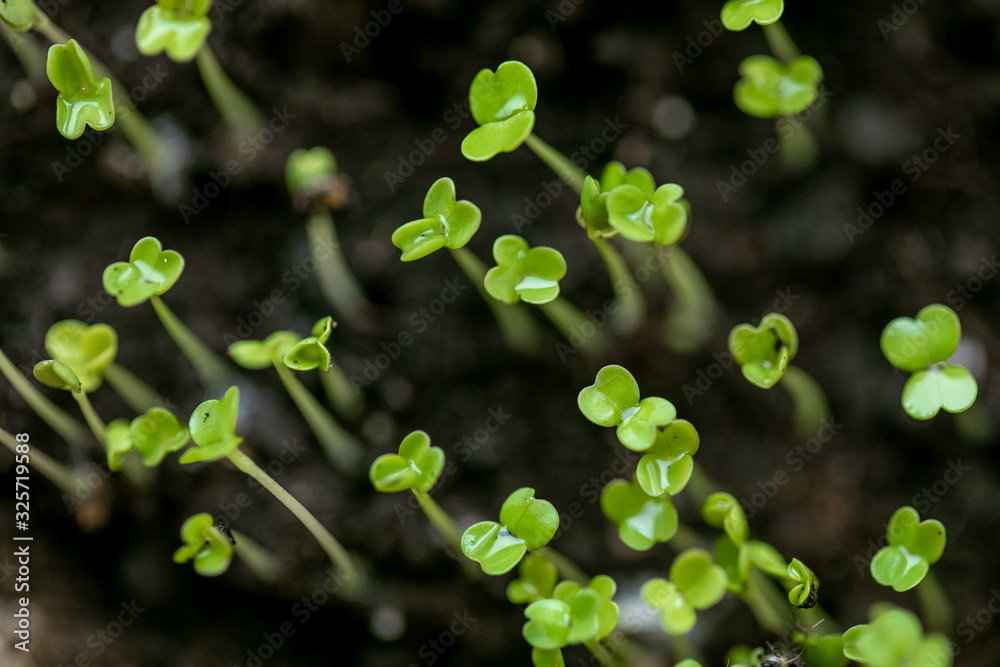 Microgreen in a container close-up. Selective focus. Young spring crop of arugula. Useful greens for proper nutrition, grown by hand. Veganism and organic products. Microgreen in a container close-up. Selective focus. Young spring crop of arugula. Useful greens for proper nutrition, grown by hand. Veganism and organic products.