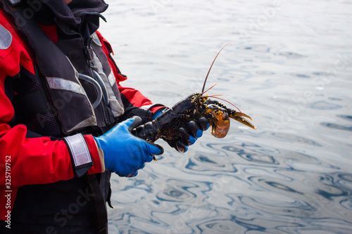 Lobster harvested from Loch Roag, outer hebrides