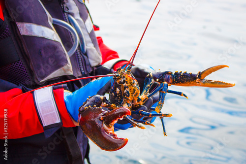 Lobster, little bernera lagoon