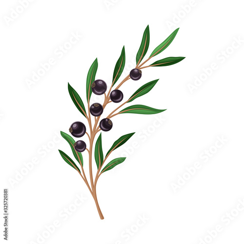 Blackcurrant Twig with Green Leaves Isolated on White Background Vector Illustration