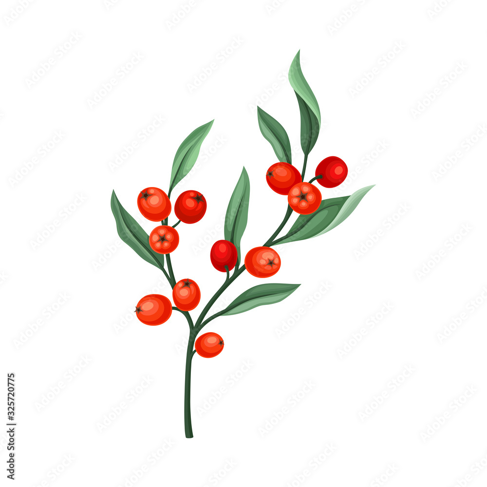 Rowanberry Twig with Green Leaves Isolated on White Background Vector Illustration Rowanberry Twig with Green Leaves Isolated on White Background Vector Illustration