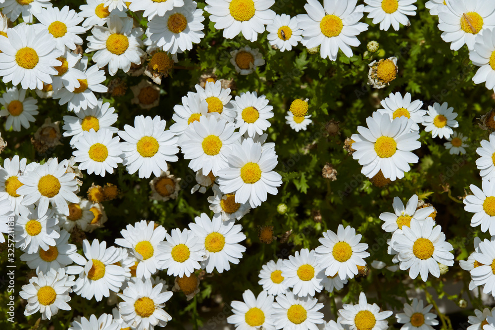 field of daisies field of daisies