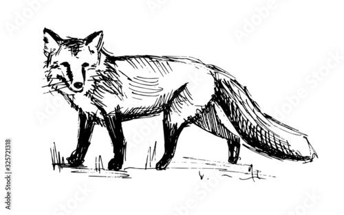 Walking fox. Line drawing. Black and white sketch
