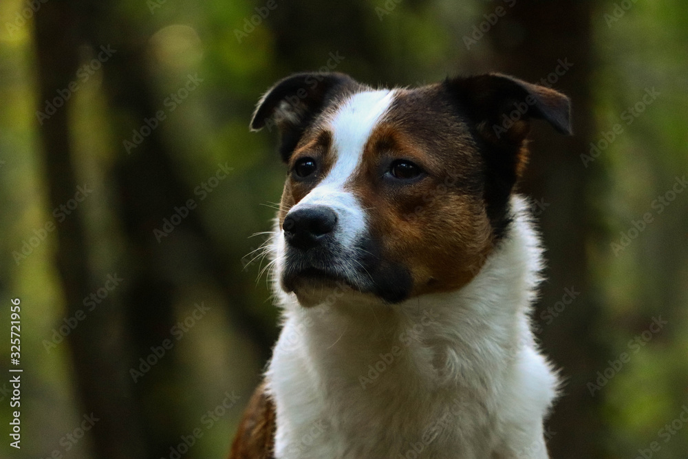 Portrait de chien Portrait de chien
