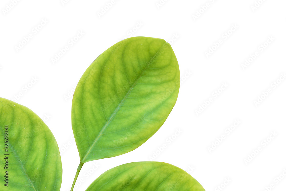 green leaf isolated on white background green leaf isolated on white background