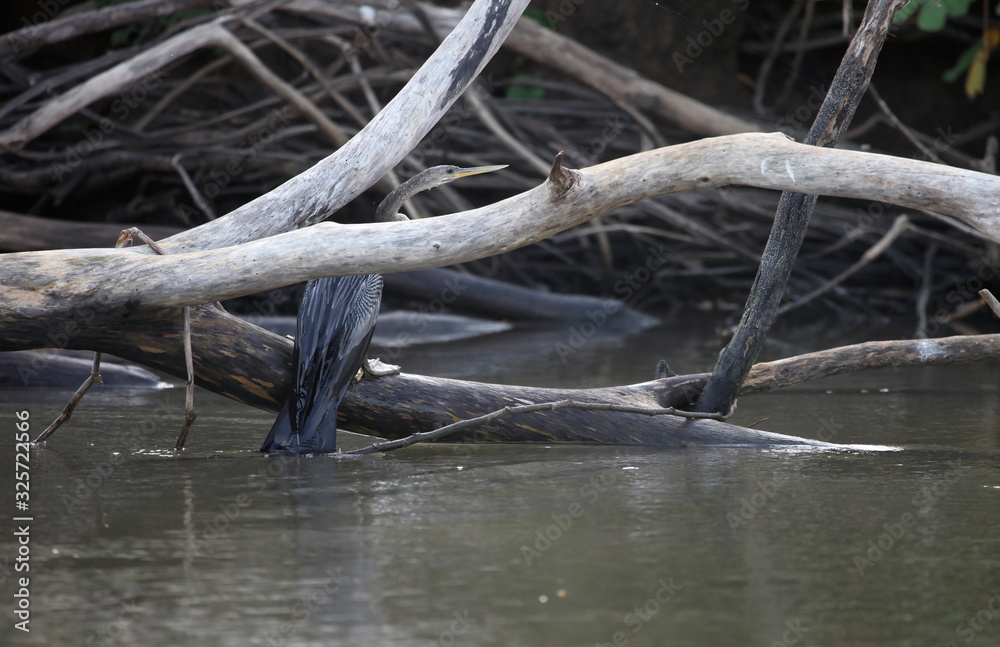 Cormorant (waterfowl) sitting on the trunk of a fallen in the river tree,