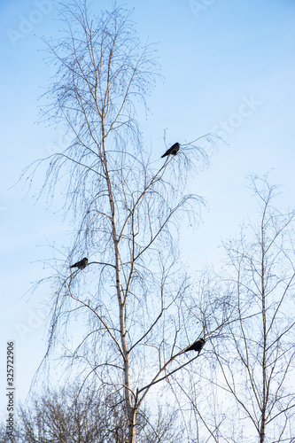 Three crow birds sitting on a birch tree