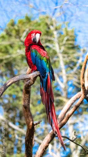 Red and green macaw  Ara chloropterus  beautiful parrot