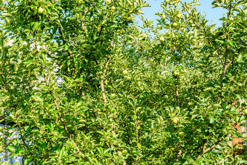 Apple tree with the unripe green fruits at summer