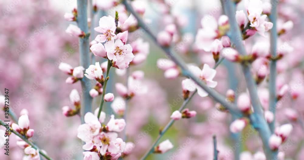 Blossoming peach tree branches. Spring peach garden. 4k. Blossoming peach tree branches. Spring peach garden. 4k.