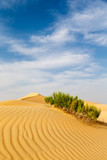 Sand dunes with green bushes growing in the desert