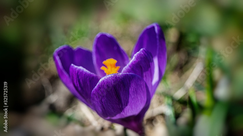 blooming purple ornamental crocus flower in a rural garden on a sunny day.