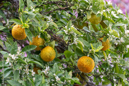 Ingredient for tea and aroma oils, citrus fruit bergamot hanging on evergreen tree photo