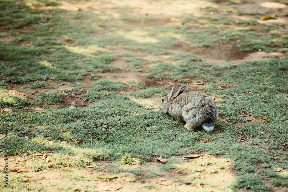 Cute little baby rabbit walking on the meadow eating grass
