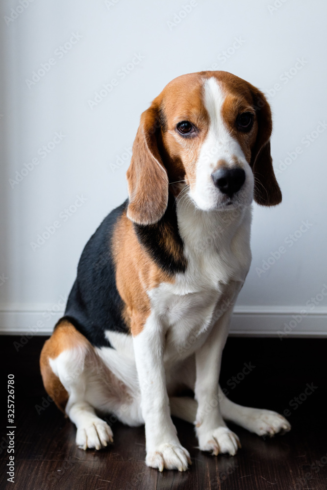 Portrait of a beagle in a white background, sad face