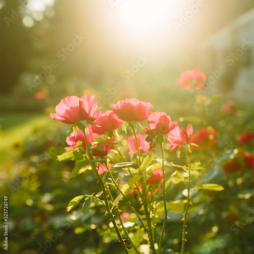 Beautiful red and pink rose flowes blooming in the sunset garden © dariazu