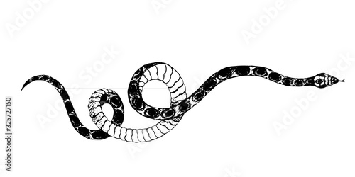 vector  snakes pencil drawing, vintage style graphic black and white, viper, python illustration