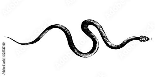 vector  snakes pencil drawing, vintage style graphic black and white, viper, python illustration