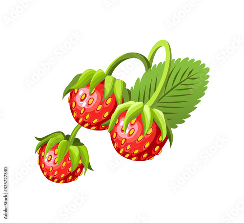 Hand drawn branch strawberry berries with leaves. Fresh summer berries. Fruit botany cartoon vector illustration. Fresh organic food