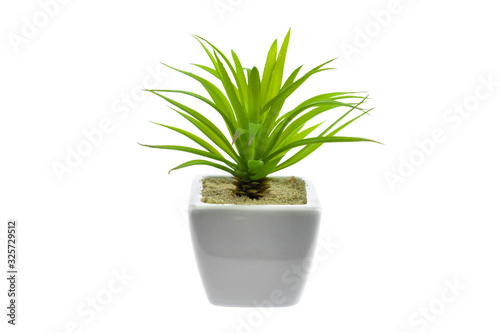 Green plant on a white background in a white pot  isolated.