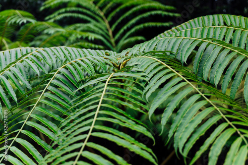 A green fern-filled rainforest