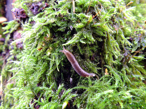 A small brown slug crawling on wet moss