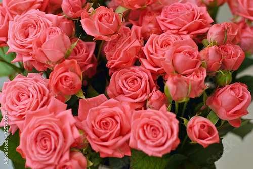 Beautiful misty bubbles roses lush flowers of coral or peach pink color top view blooming background closeup picture