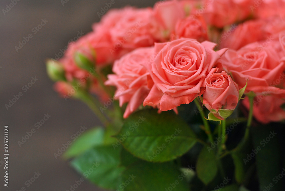 Beautiful misty bubbles roses of coral or peach pink color o n the grey wooden background in the white vase pot with free copy space in the right Beautiful misty bubbles roses of coral or peach pink color o n the grey wooden background in the white vase pot with free copy space in the right