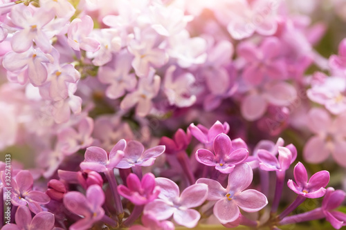 branches of lilac flowers, macro shot © abigail210986
