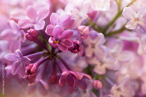 cute purple lilac flowers, macro shot © abigail210986