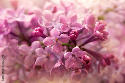 cute purple lilac flowers close up © abigail210986