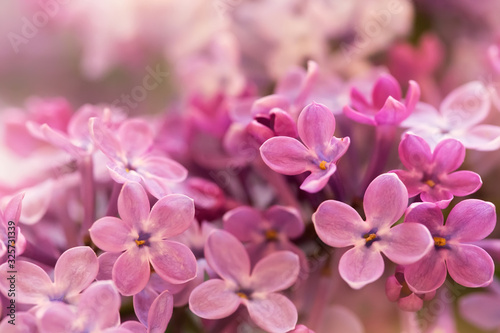 tender soft purple lilac flowers close up