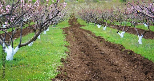 Blossoming peach tree branches. Spring peach garden. 4k.