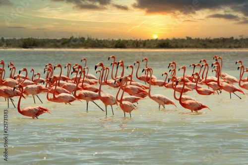 Quadro su tela Flamingos im Golf von Yucatan