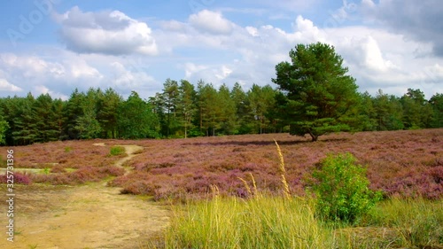 Lüneburger Heide im Herbst, Bodenteicher Heide photo