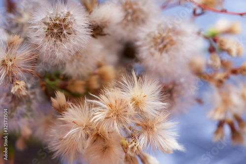 cute fluffy flowers  closeup view
